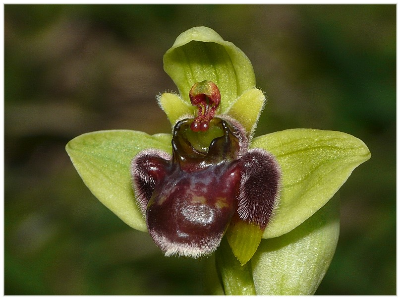 Ophrys bombyliflora